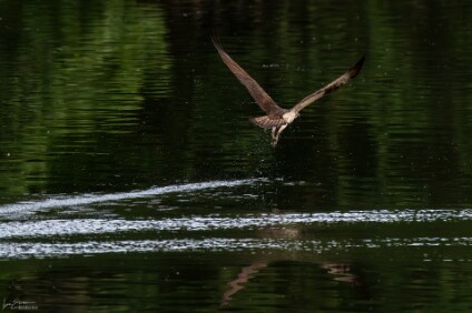 a7IV_25_0843-_NAL Fischadler