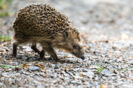 a7IV_25_2089_NAL Igel