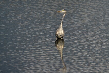 a7IV_25_2235_NAL Graureiher (Ardea cinerea)