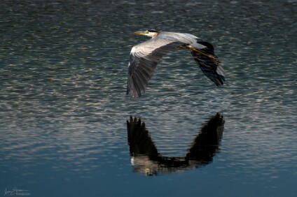 a7IV_25_2243_NAL Graureiher (Ardea cinerea)