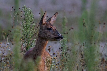 a7IV_25_3522_V2_NAL