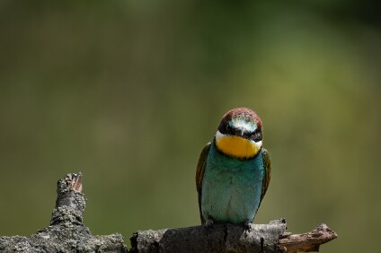 a7IV_25_8661-_NAL Bienenfresser