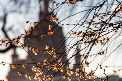 6D_100094_1024 Kirschblüte im Dezember 2015
