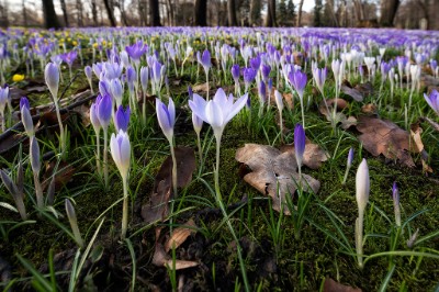 6D_106327_1024 Krokusse