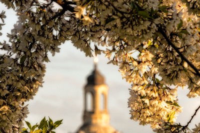 6D_114479_1024 Frauenkirche im Blütenkranz
