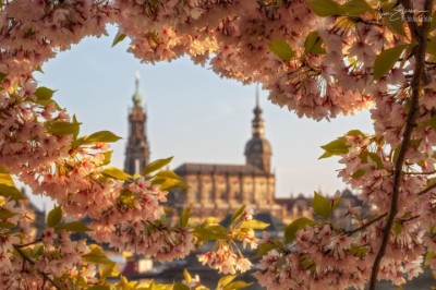 M5_2213_NAL Hofkirche und Hausmannsturm, Obstblüte