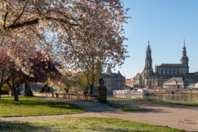 a7RIII_200025_NAL Frühlingsblüten