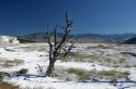 IMG_8122_Yellowstone_Mammoth_800