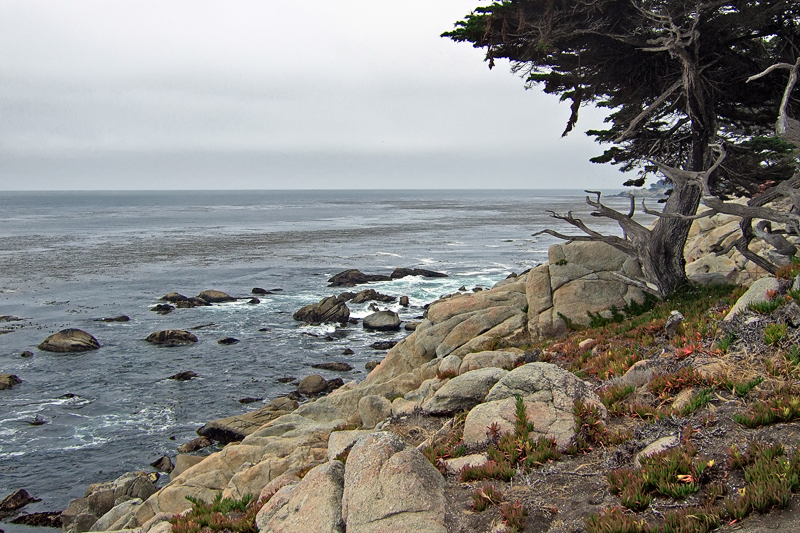 DSCF0869_800.jpg - 17-Mile Drive  ©2008